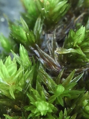 Orthotrichum anomalum