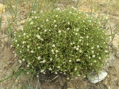 Stellaria dichotoma