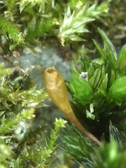 Orthotrichum anomalum