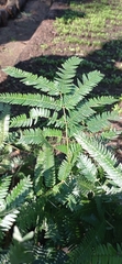 Schizolobium parahyba