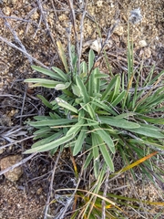Leontopodium ochroleucum