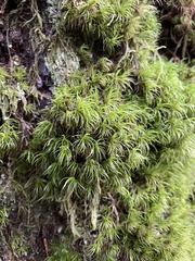 Dicranum fuscescens