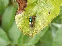 Microchrysa