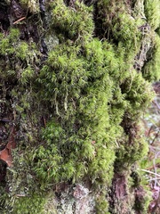 Dicranum fuscescens