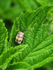 Oedionychina