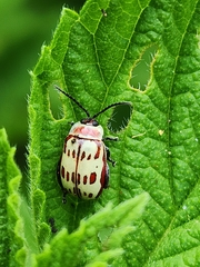 Oedionychina