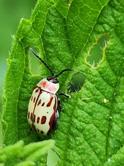 Oedionychina