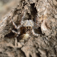 Platycryptus