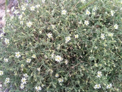 Stellaria dichotoma