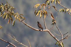 Acridotheres tristis