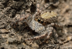 Platycryptus