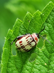 Oedionychina
