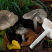 Pluteus ephebeus - Photo 由 Fabio Mauri 所上傳的 (c) Fabio Mauri，保留部份權利CC BY-NC