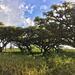 Acacia lahai