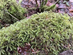 Rhytidiadelphus loreus