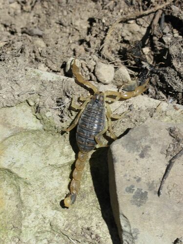 Mesobuthus bogdoensis