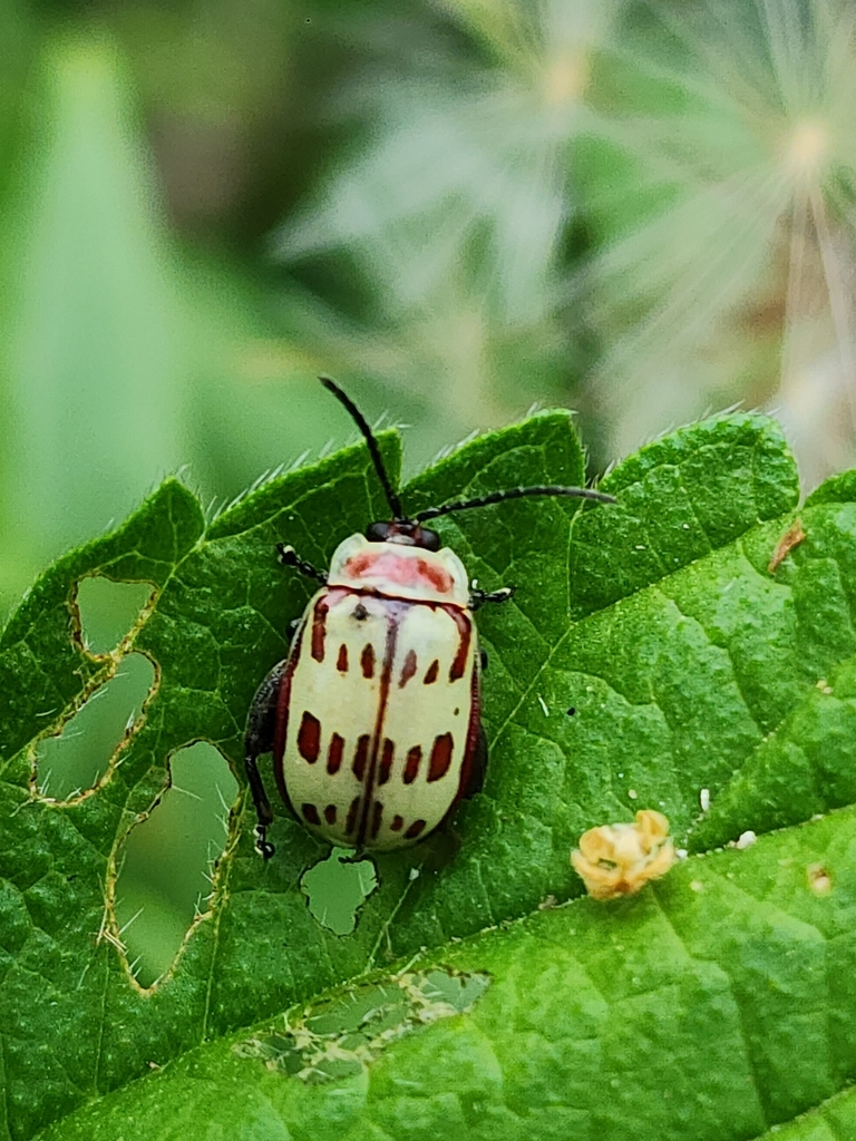 Alagoasa decemguttata