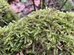 Rhytidiadelphus loreus