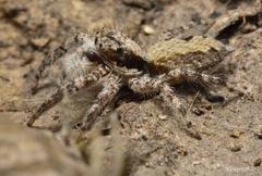 Platycryptus