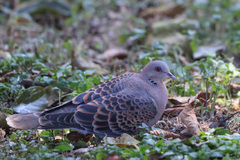 Streptopelia orientalis