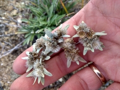 Leontopodium ochroleucum
