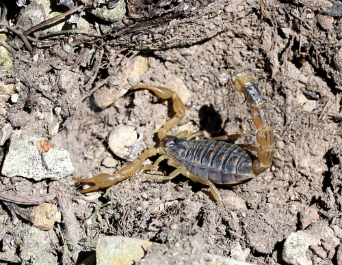 Mesobuthus bogdoensis