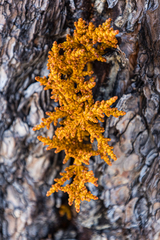 Arceuthobium vaginatum