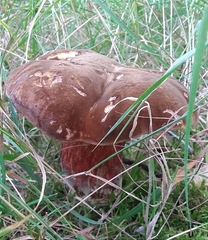 Neoboletus erythropus