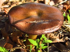 Stropharia rugosoannulata