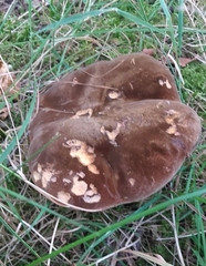 Neoboletus erythropus