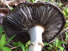 Stropharia rugosoannulata