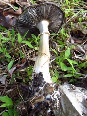 Stropharia rugosoannulata