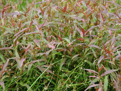 Persicaria decipiens
