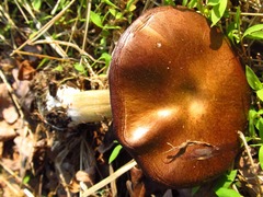 Stropharia rugosoannulata