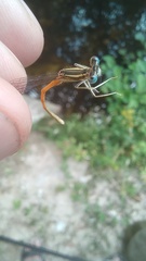 Platycnemis acutipennis