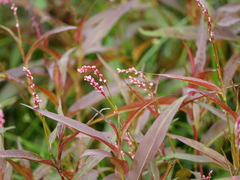 Persicaria decipiens