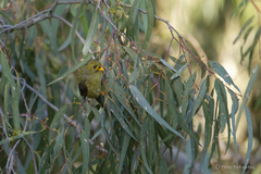 Manorina melanophrys