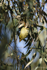 Manorina melanophrys
