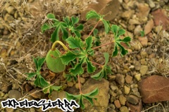 Cochlospermum wrightii