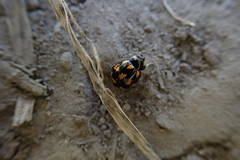 Coccinella leonina