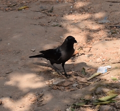 Corvus splendens