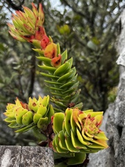Crassula coccinea