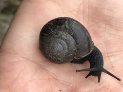 Helminthoglypta umbilicata