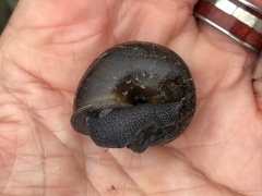 Helminthoglypta umbilicata