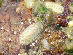 Ischnochiton striolatus