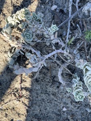 Atriplex leucophylla