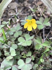 Oxalis californica