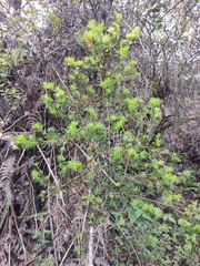 Podocarpus glomeratus
