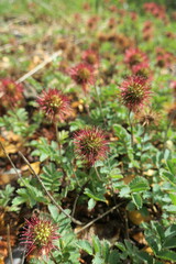 Acaena ovalifolia