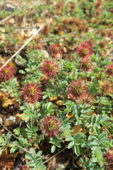 Acaena ovalifolia